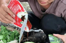 网红吃瓜表情包动态图